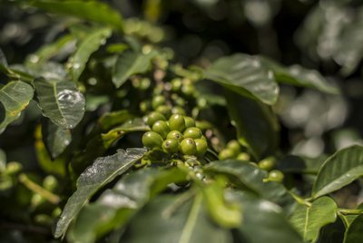 Rohelised kohvimarjad pole veel korjamiseks valmis – need peavad küpsema kas kollaseks või punaseks.