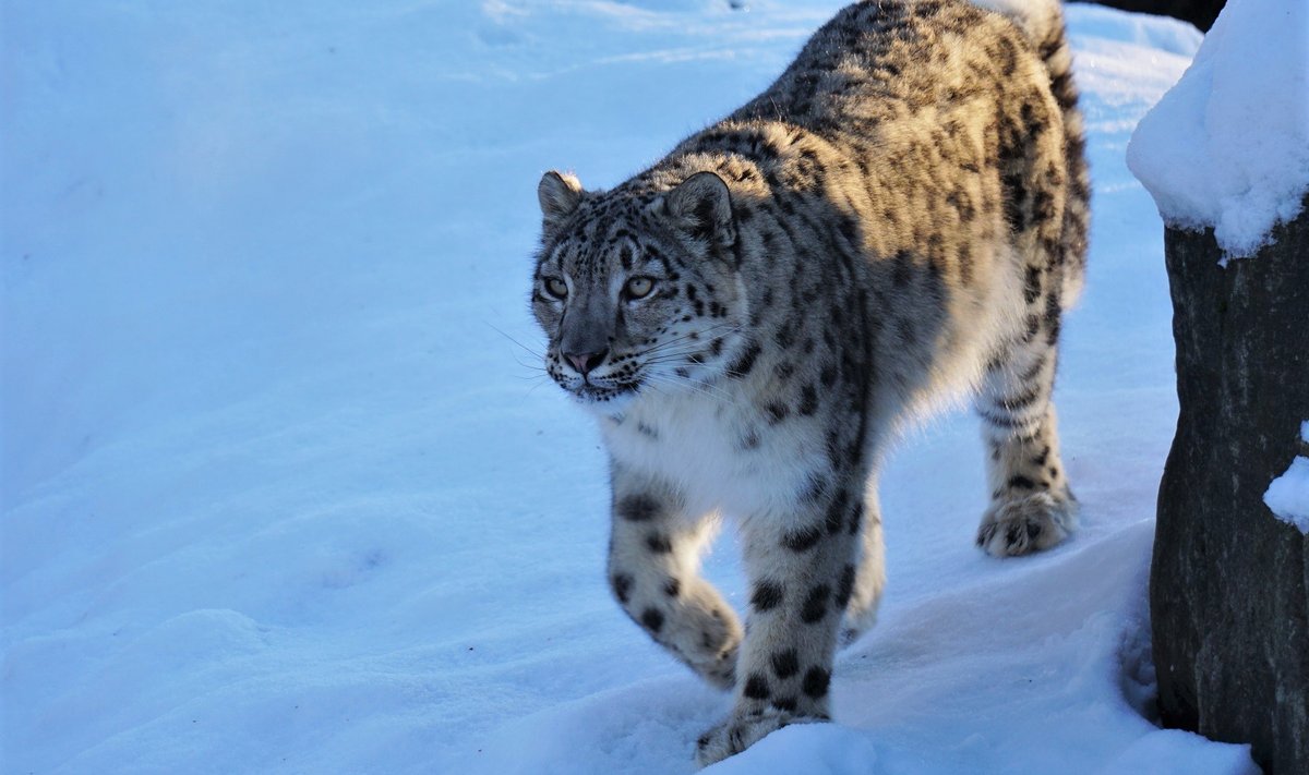 Lumeleopard Makalu