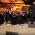 VIDEO: Kodutu koer tõmbab kontserdil orkestrilt tähelepanu endale