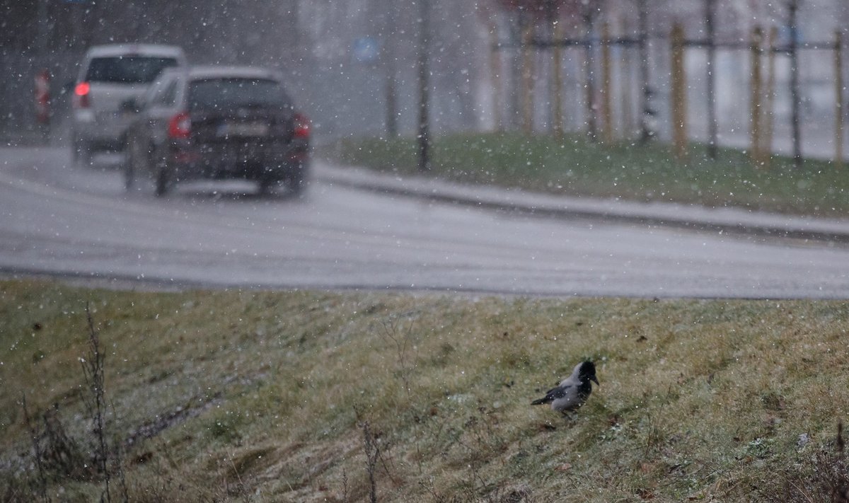 Tallinn, 26.12.2019. Tallinnas sadas hommikupoolikul suuri lumeräitsakaid.