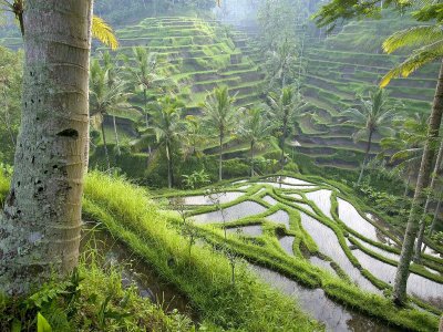 Bali riisiterrassid.