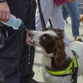 LONDONI FOTOBLOGI: Politseikoera tööpäev ajab januseks