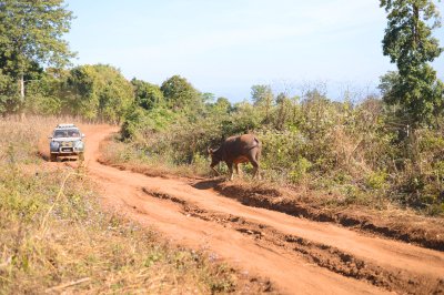 SAFARI MYANMARI MOODI: Šani külade vahel sõitmine pole päris nagu Aafrikas safaril käimine, kus kaelkirjakud ja sebrad tee ääres sõbralikult tervituseks noogutavad. Myanmaris on peamisteks saatjateks tolm, veelkord tolm ja mõned lehmad.