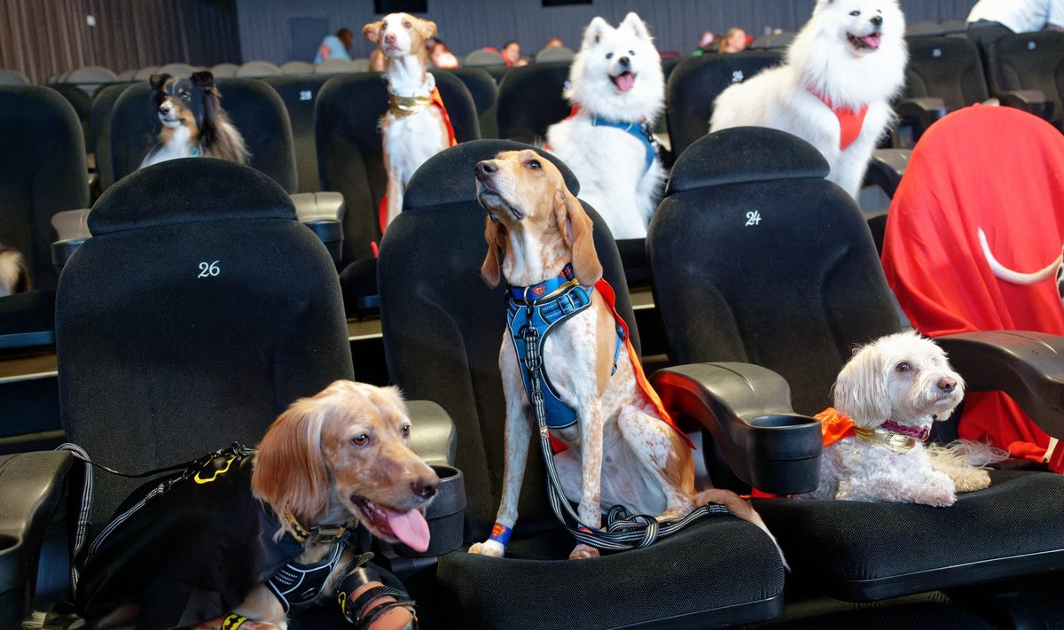 Koerad kinos