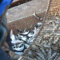 Комиссия по окружающей среде уточнит порядок ловли салаки в Рижском заливе