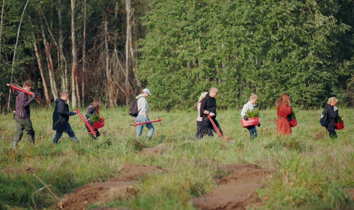 Vestmani metsaistutustalgutel osalesid Telia töötajad.