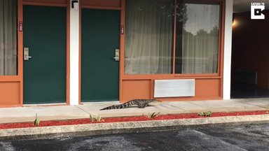 VIDEO | Ebatavaline vaatepilt: hotellitoa ukse ees jalutas jahmatav alligaator