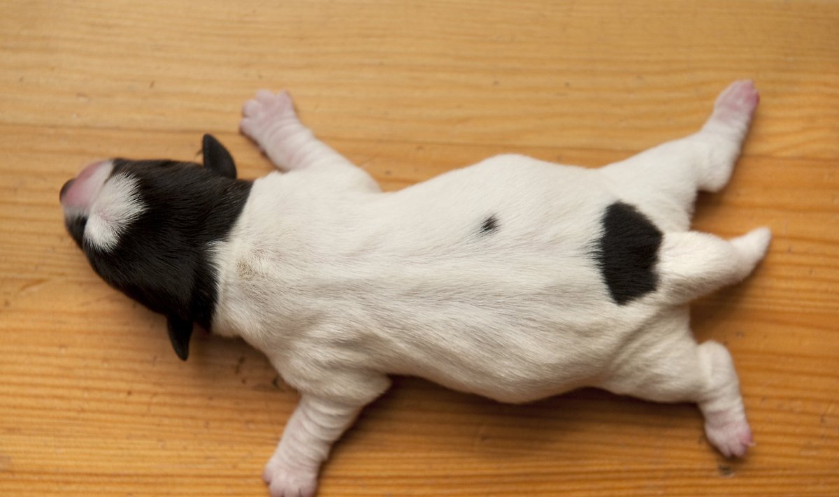 Jack Russell terjer
