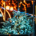 ФОТО | Самая маленькая в Балтии? В Клайпеде зажглись огни на необычной рождественской елочке: ее высота — всего 55 см!