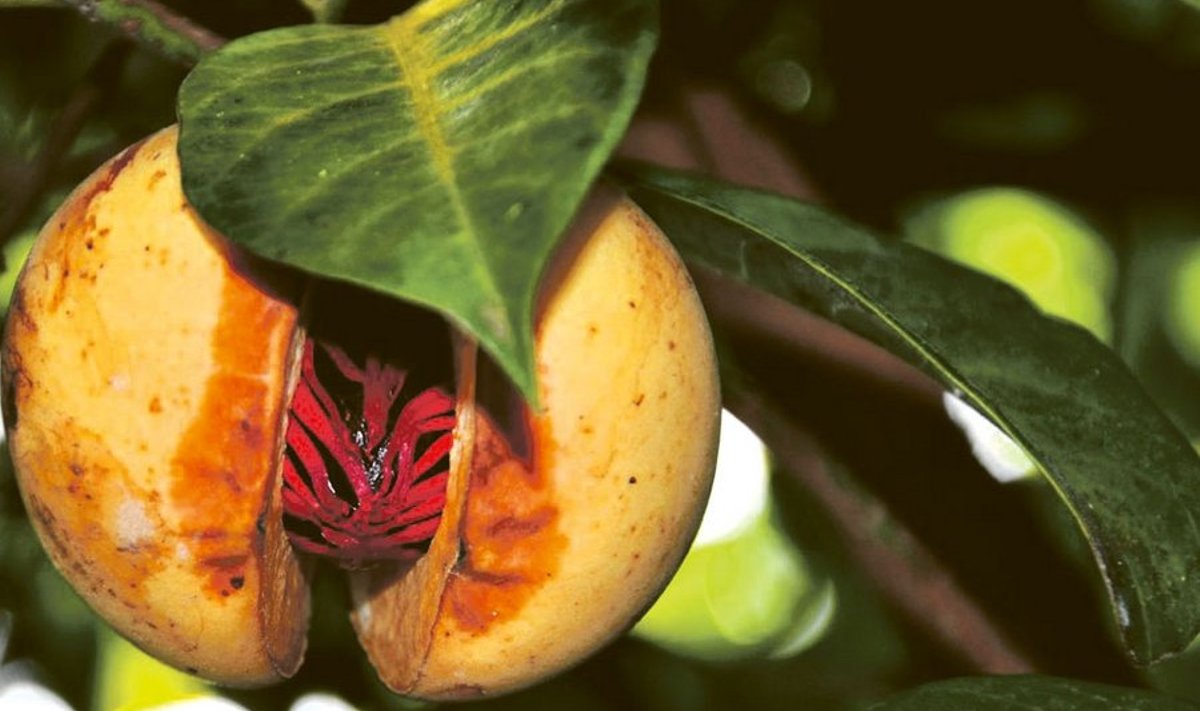 Muskaatpähklit katab kasvu ajal punakas seemnerüü ehk maasis.
