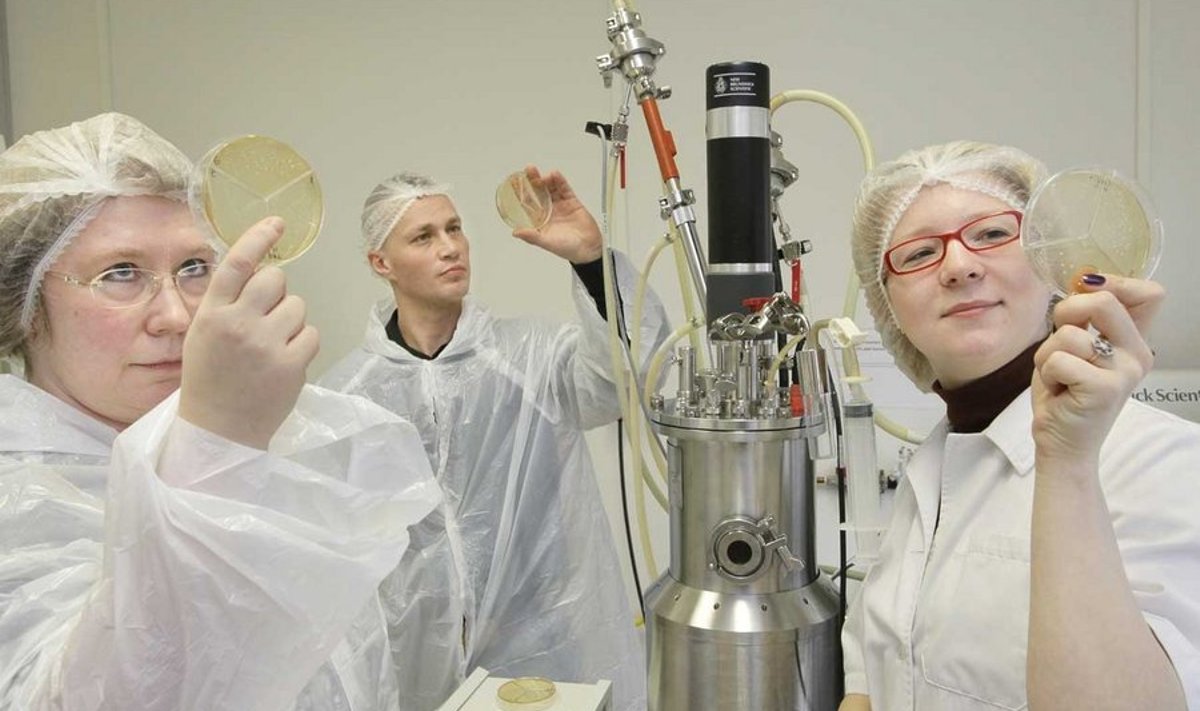 Epp Songisepp, Andres Olt ja Marina Jeršova tegelevad TAKi fermenteerimise laboratooriumis silobakterite uurimisega.