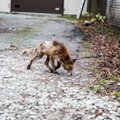 У найденной на Хийумаа мертвой лисы обнаружили птичий грипп