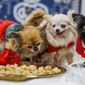 VAHVAD FOTOD | Väikeste koerte jõulupeol käib kõva lust ja möll