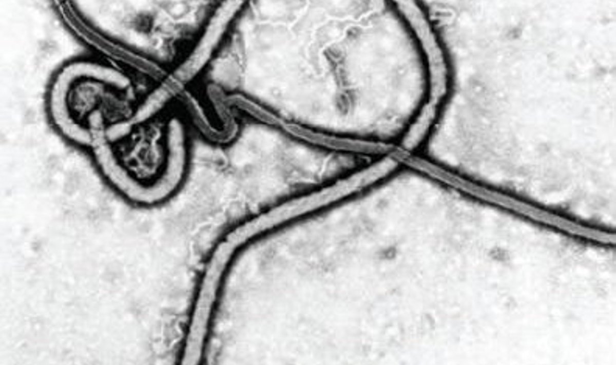 Ebola viirus
