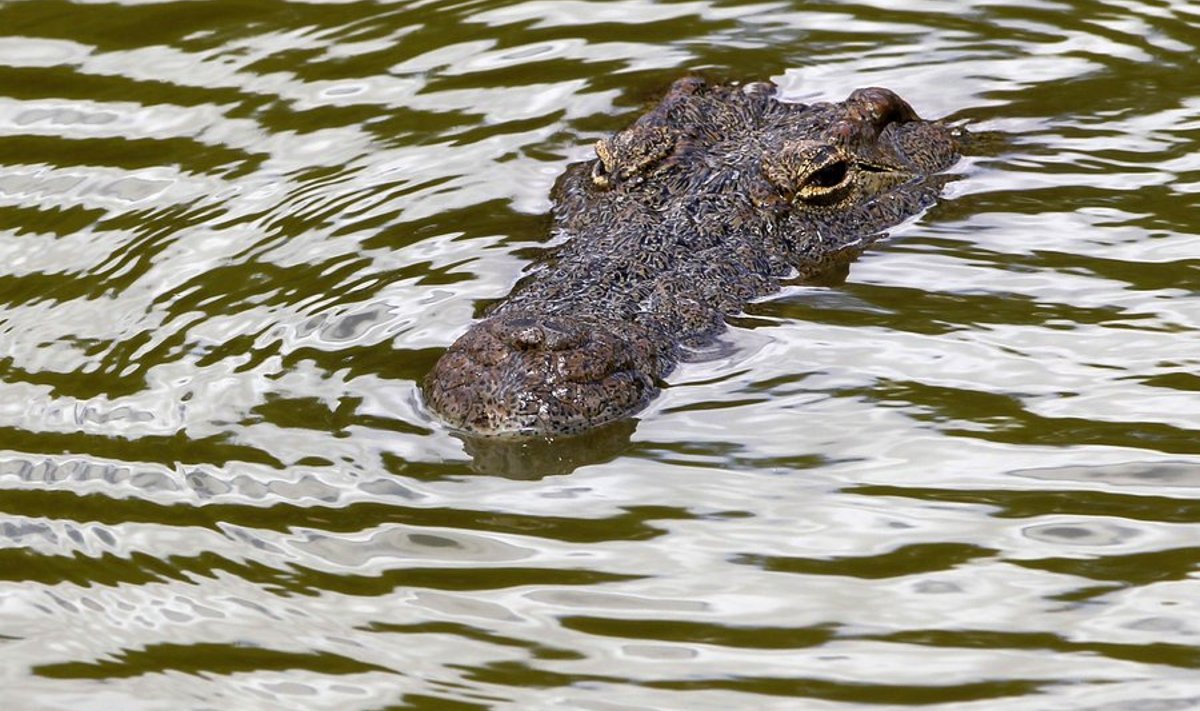 Krokodill Lõuna-Aafrikas