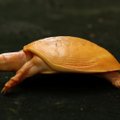 ВИДЕО | В Индии нашли желтую черепаху-альбиноса