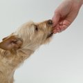 TOP 4 | Need on kõige kummalisemad söögilauakombed koertel