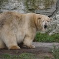 Держим кулачки! В семействе белых медведей Таллиннского зоопарка ожидается пополнение