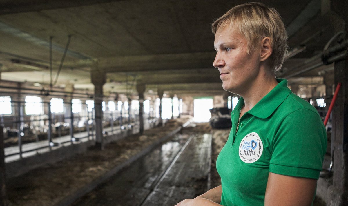 Kuustemäe talu perenaine Karin Sepp on pool lehmalauta juba tühjaks teinud, sest iga loom toodab paraku pidevat kahjumit. Teine pool läheb tapale sügisel.