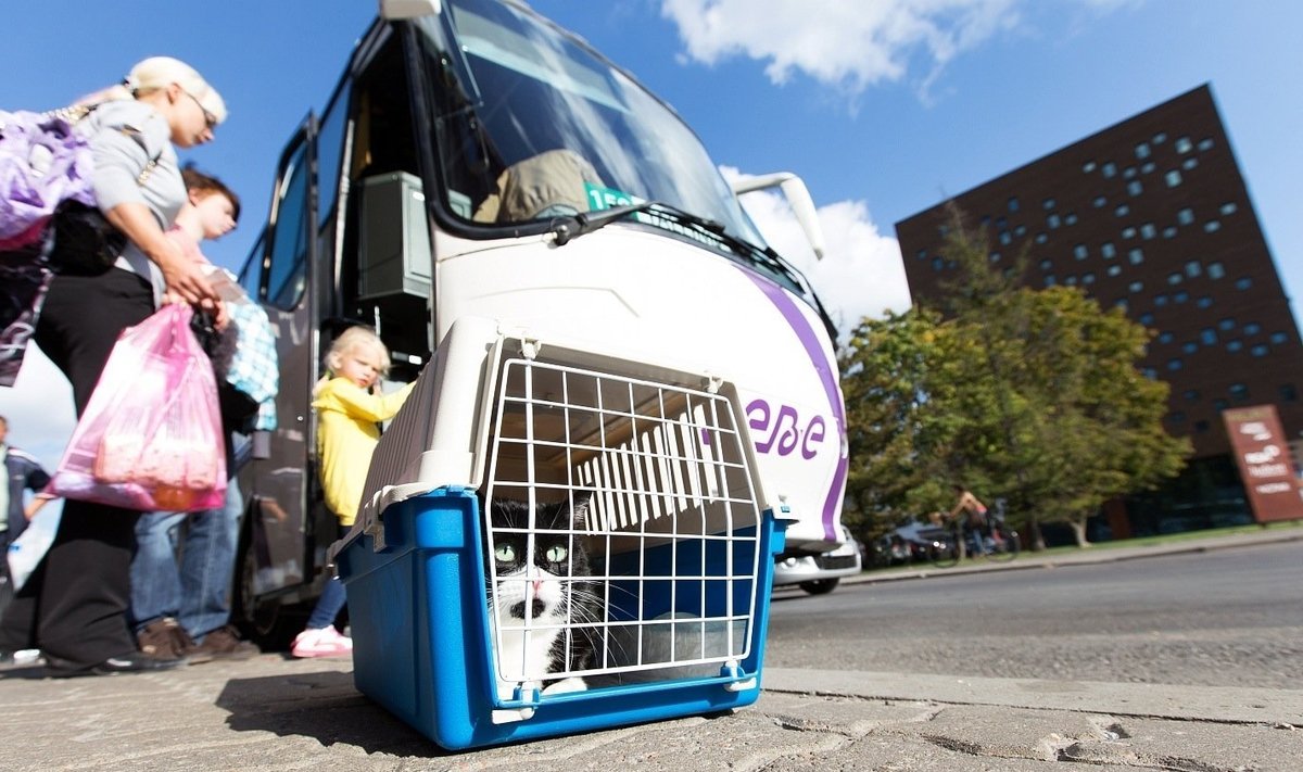 Lemmiklooma veo eest küsib mõni bussifirma eraldi raha, isegi kui loom mahub sülle.