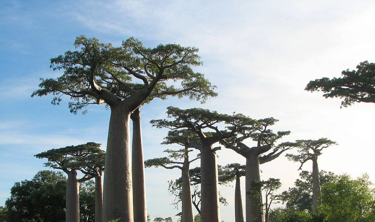 Sammas-ahvileivapuud (Wikimedia Commons / Bernard Gagnon)