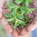 10 fakti loodusliku magusaine stevia kohta