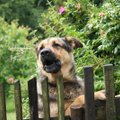 Ootamatu telefonikõne vähiravifondile: naabri koer tõi annetuse