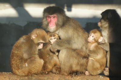Jaapani makaagid