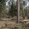 Riigimetsas ja kaitsealadel on kõik puud loetud, raiutakse sealt, kus metsale kõige vajalikum