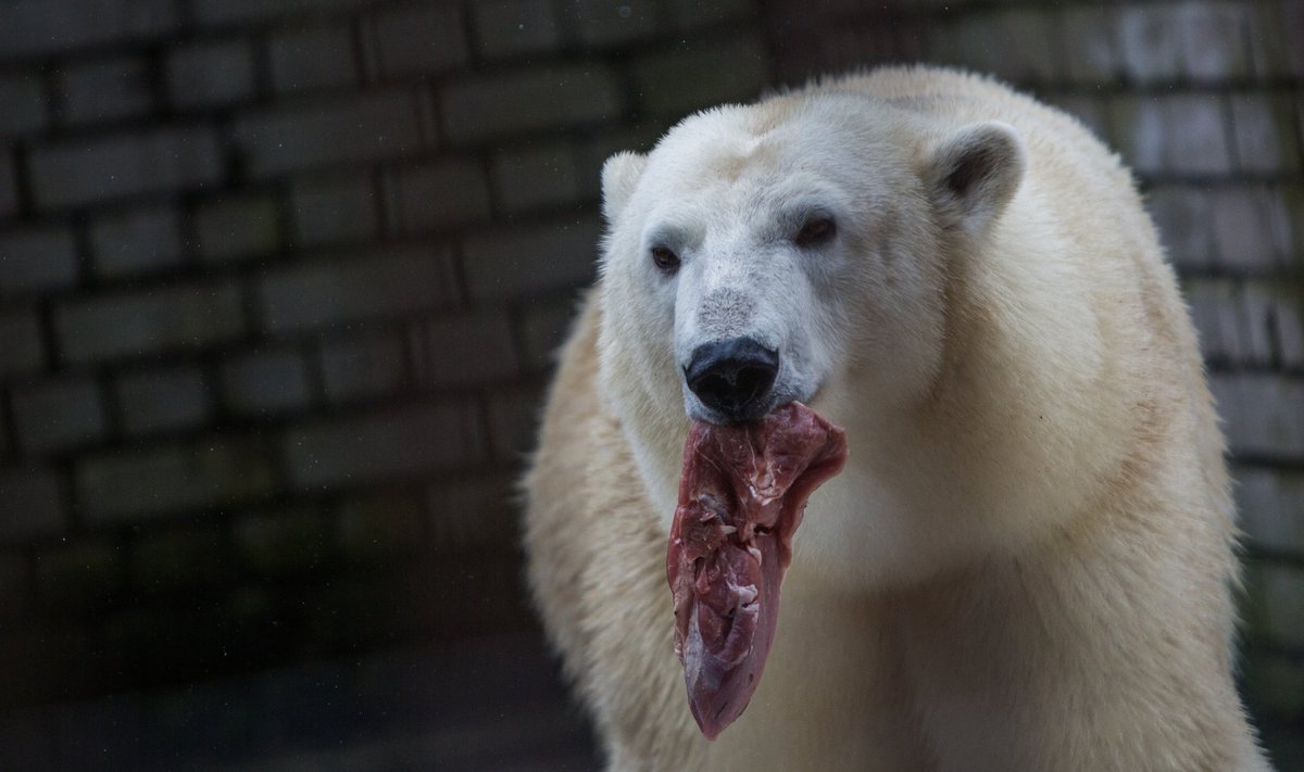 Jääkaru Friida pojad surid kolmandat aastat järjest