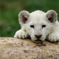 Haruldane vaatepilt: Lõuna-Aafrika Vabariigis sündis vabas looduses valge lõvikutsikas