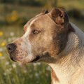 Vääriti mõistetud: koeratõud, keda peetakse tigedaks on tegelikult kaitsvad ja ustavad sõbrad
