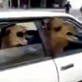 ABSURDIVIDEO: Kaks kaamelit rokivad autos heavy metali saatel!