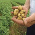 Grusiinid hakkavad Eesti kartulit sööma