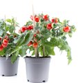 Tomatitaimede hinnad on tõusnud, kallimate eest tuleb välja käia 30 eurot