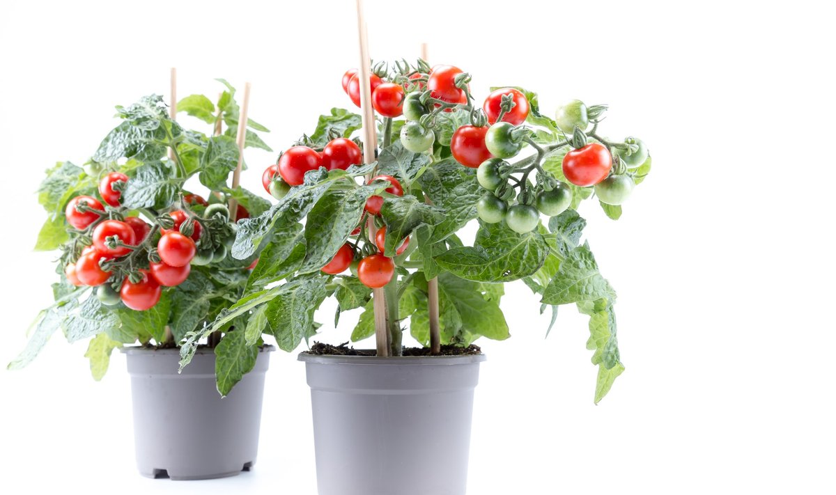 Kallimatel taimedel on juba punased tomatid küljes.