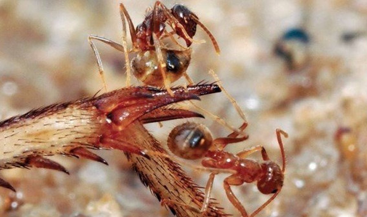 Rasberry hullsipelgas ehk Nylanderia fulva. (Foto: Lawrence Gilbert/Science)