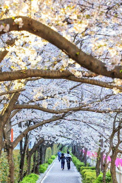 Japan, Kanto, Tokyo, Meguro, Cherry Blossom (sakura) along the Meguro river