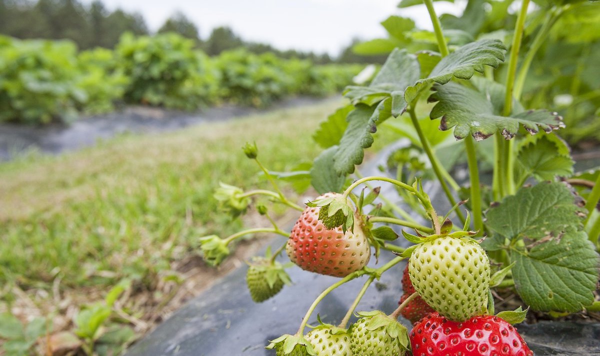 On oht, et sel aastal jäävad maasikad põldudele mädanema.