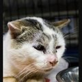 Masoni lugu | Hüljatud kass, kes peab puuris konutama seni, kuni talle uue kodu leiame