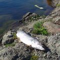 ФОТО читателя Delfi: Катастрофа в Ыйсмяэ — чистый пруд полон мертвой рыбы