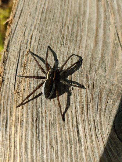 Ilus ämblik rabas päikest võtmas