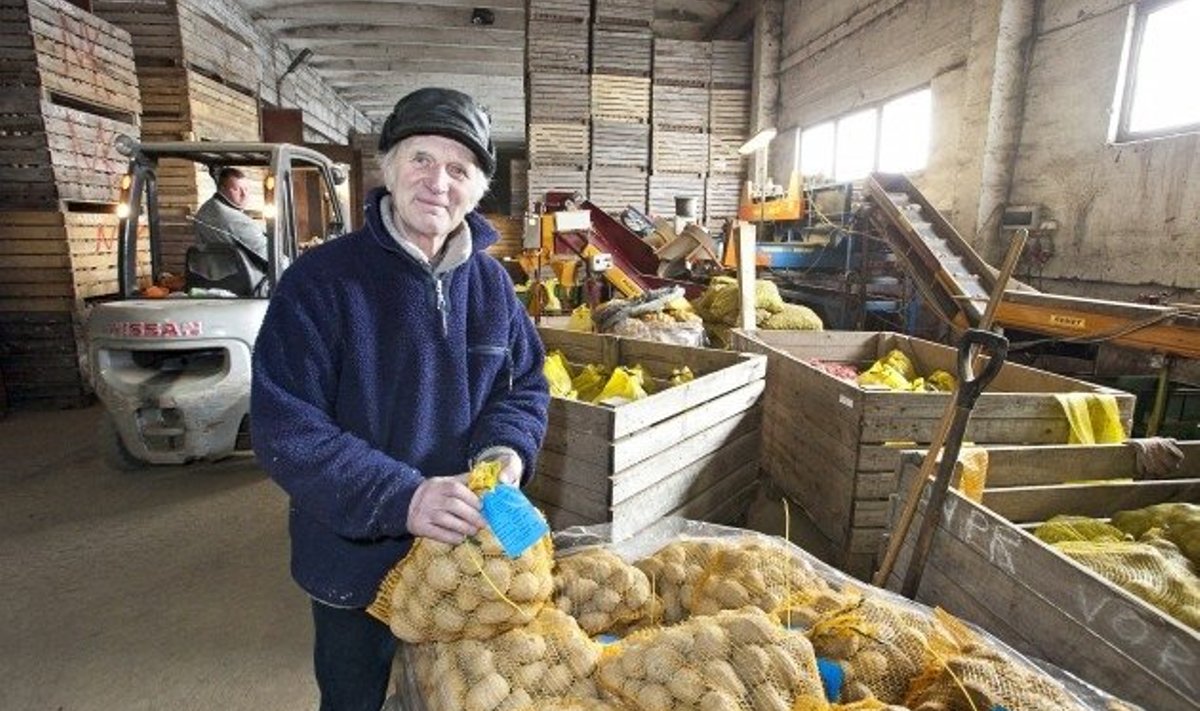 “Meil ei ole ühtegi partiid hukka läinud,” rõõmustab talunik Ants Einola kartulite hea säilimise ja hinna üle.