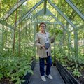 Tomatid viltu, silgud juurte alla: Sirje Karis askeldab mõnuga oma Kadrioru kasvuhoones