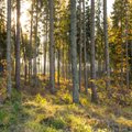 В государственном лесу будет посажено 21 миллион деревьев