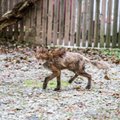 ФОТО: По Каламая бегает паршивая лисица