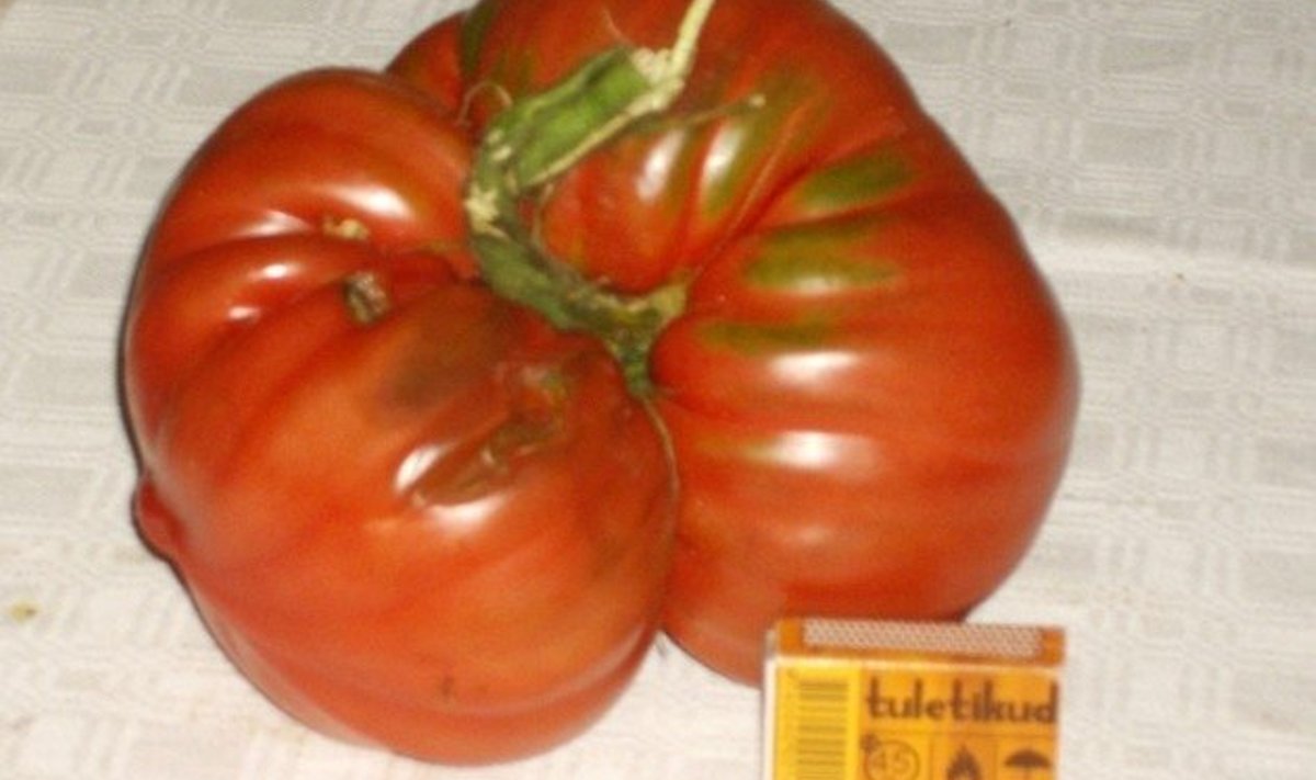 Hiiglaslik tomat.