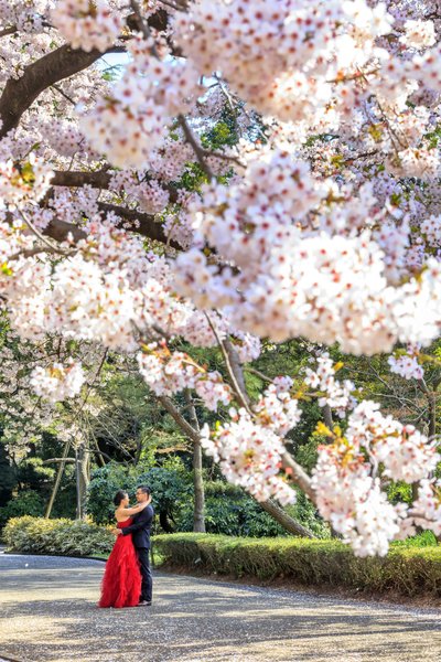 Japan, Kanto, Tokyo, Shinjuku, Cherry blossom (sakura) in Shinjuku Gyoen National Garden
