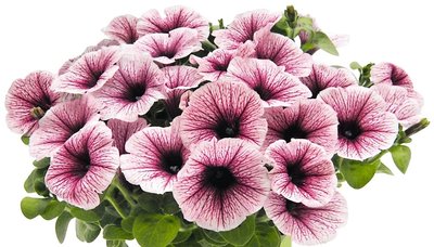 Petuunia `Potunia piccolo`