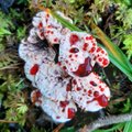 Galerii | Maalehe fotokonkursi „Näe, ma pildistasin seent!“ eriskummalised seened